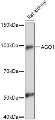 Western Blot: AGO1/EIF2C1 AntibodyAzide and BSA Free [NBP2-92465]